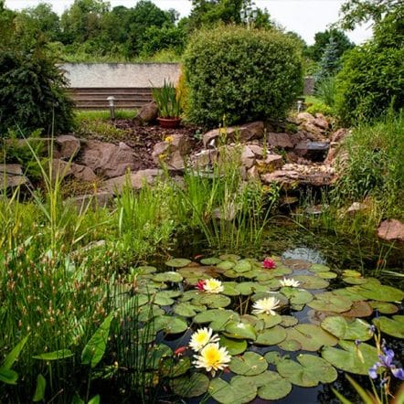 bassin d'ornement planté nénuphars joncs jardin naturel Lorraine