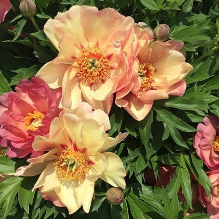 pivoine herbacée jaune dans un massif à Nancy