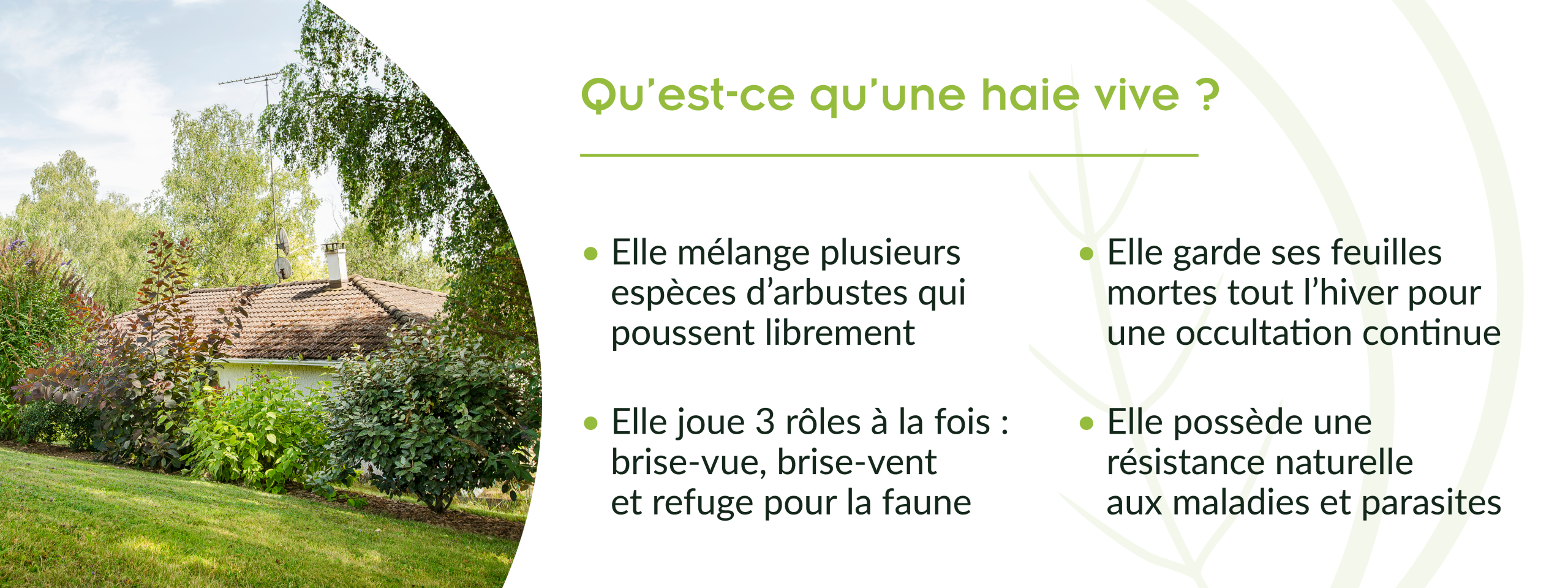principes et intérêts des haies vives pour les jardins