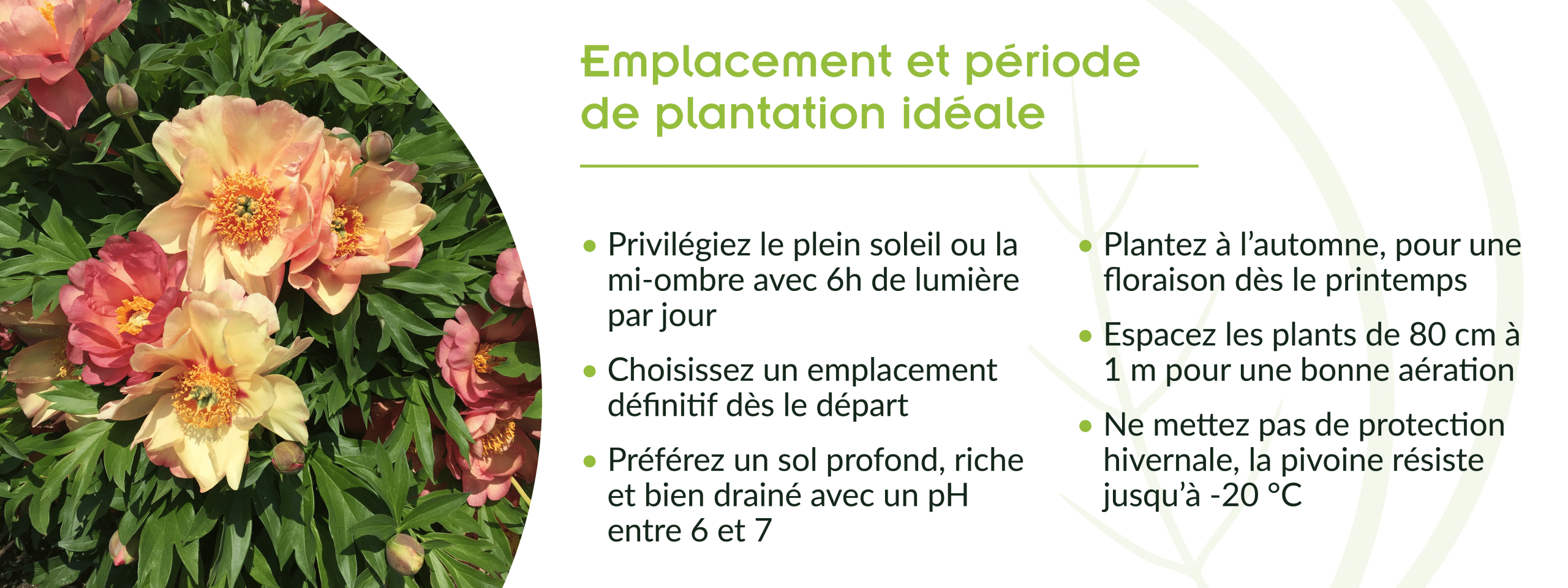 emplacement et période de plantation idéale pour une pivoine