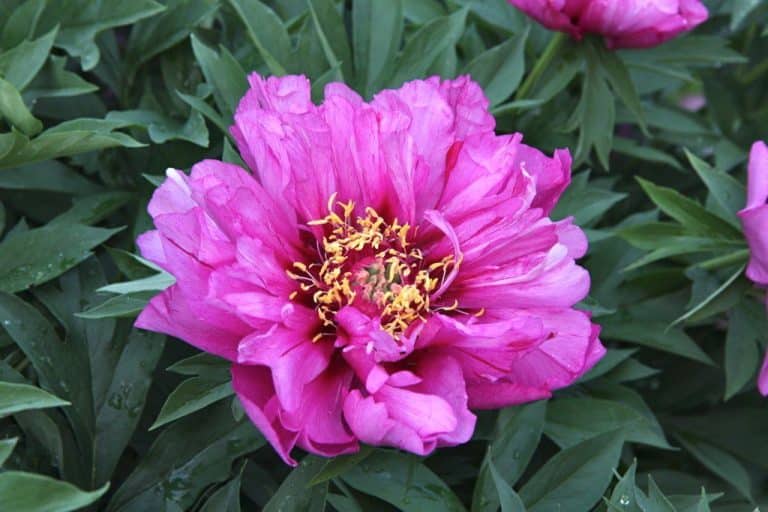 pivoine arbustive rose dans un jardin Meurthe-et-Moselle Pauchard