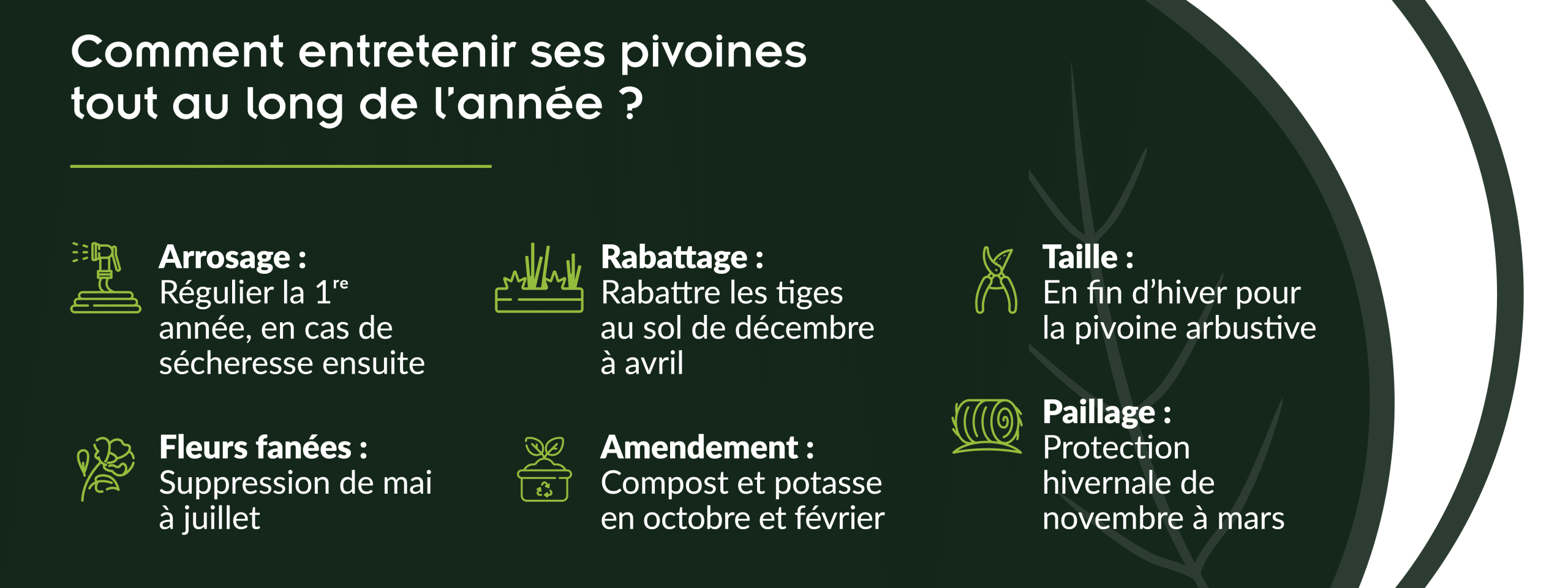 conseils pour entretenir ses pivoines tout au long de l’année