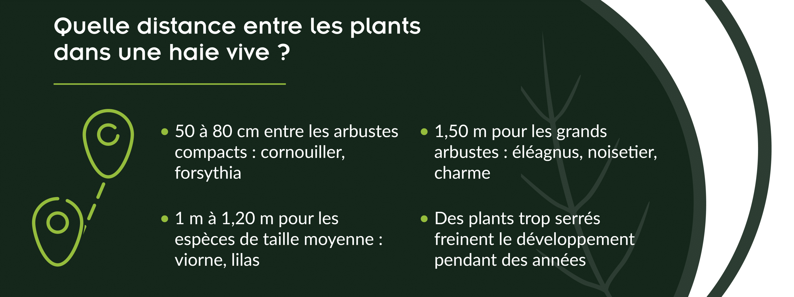 règles de distances entre plusieurs plants dans une haie vive