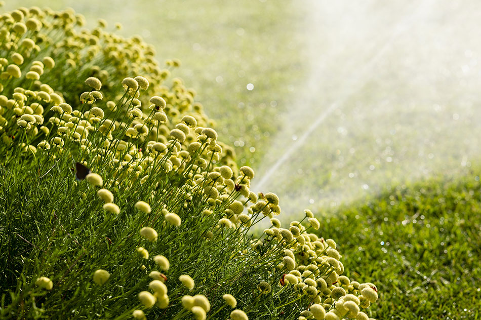 Photo 4 – un arrosage automatique dans un jardin