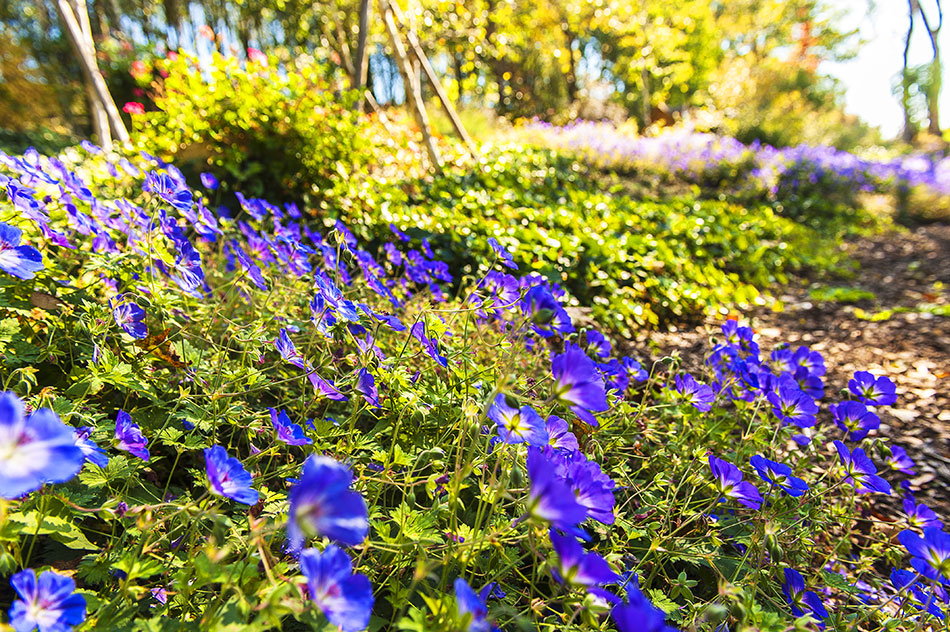 Photo 5 – des fleurs et plantes vivaces dans un massif de jardin
