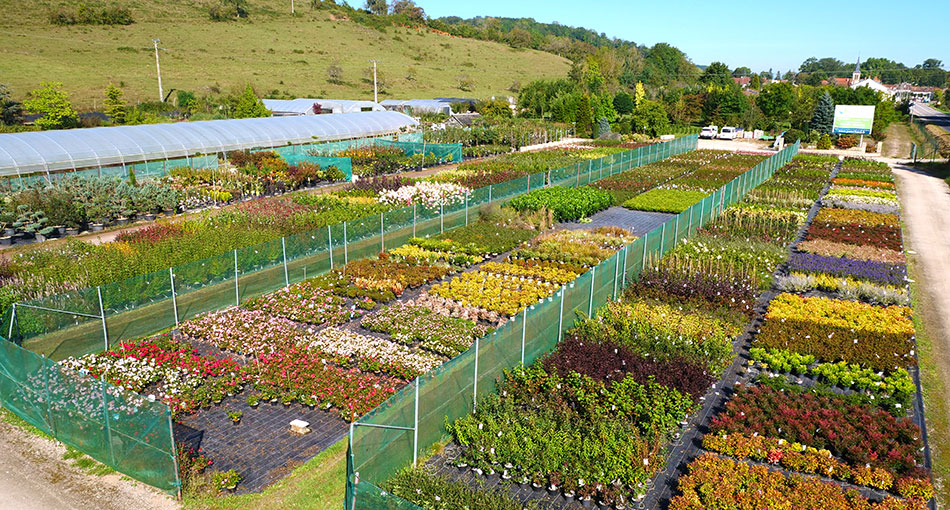 Photo 2 – des fleurs cultivées de façon écologique