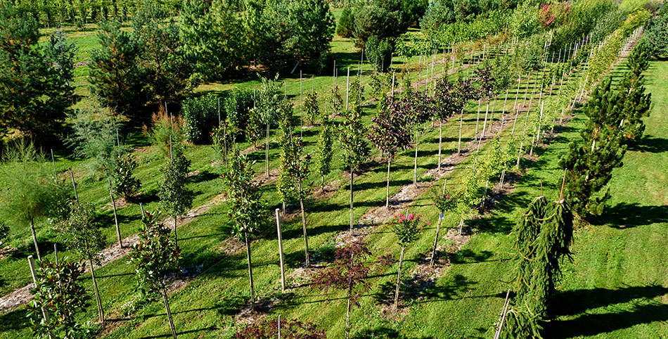 Photo 2 – des arbres cultivés dans une pépinière