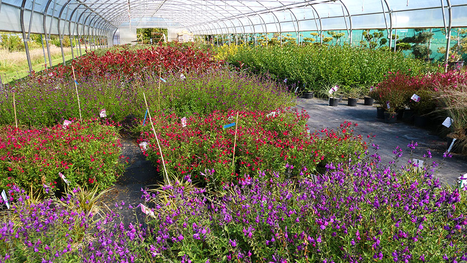 Photo 3 – des végétaux stockés dans une serre