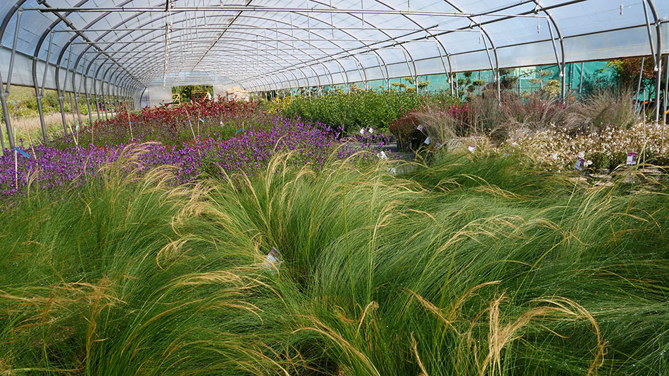 Photo 5 – des plantes cultivées dans une serre
