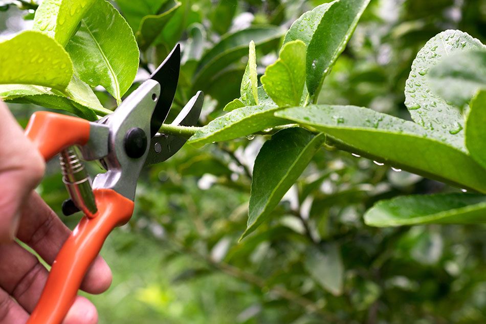 Photo 1 – une opération de taille des végétaux