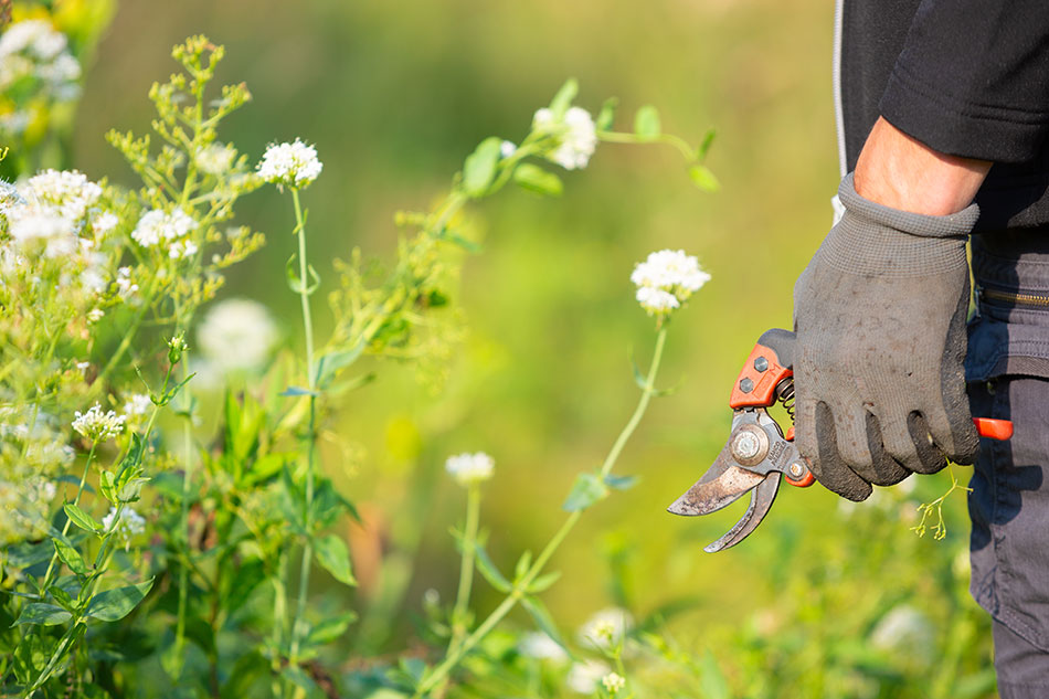 Photo 5 – un entretien paysager sur mesure